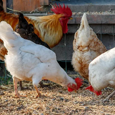 Ruegen-ferienhof * Ummanz