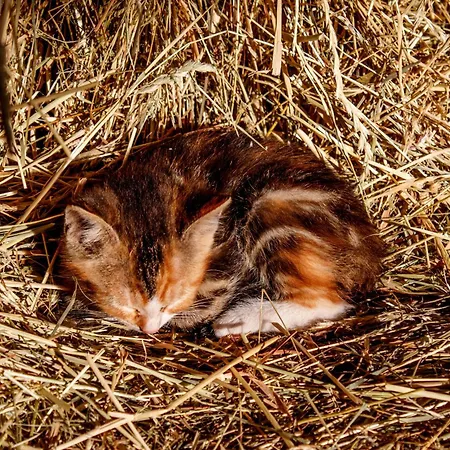 컨트리하우스 Ruegen-ferienhof