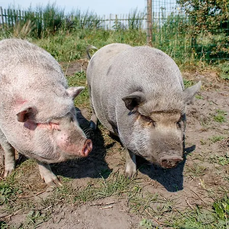 Ruegen-ferienhof 컨트리하우스 Ummanz